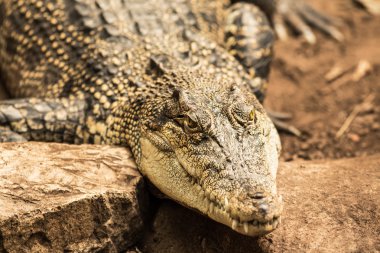 Cocodrile