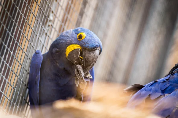 Parrots — Stock Photo, Image