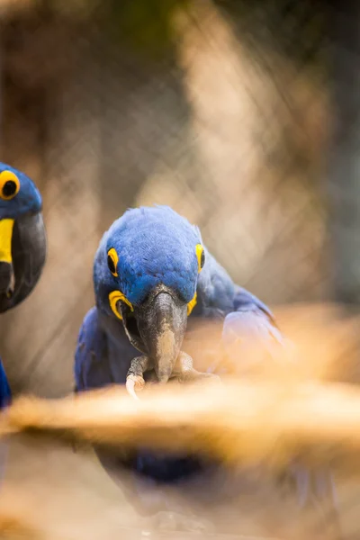 Parrots — Stock Photo, Image