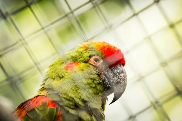 Parrots — Stock Photo, Image