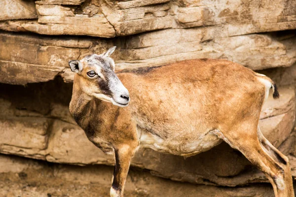 Mouflon切猪肉 — ストック写真