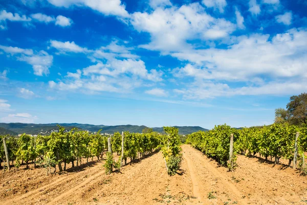 Ripe vineyard — Stock Photo, Image