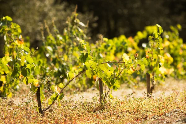 Ripe vineyard — Stock Photo, Image