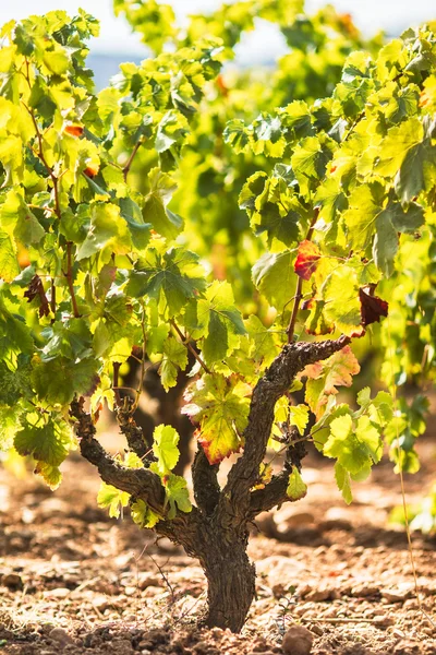 Ripe vineyard — Stock Photo, Image