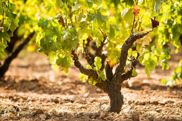 Ripe vineyard — Stock Photo, Image