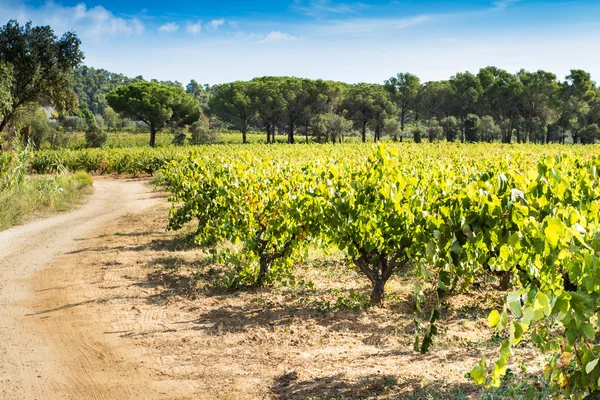 Ripe vineyard — Stock Photo, Image