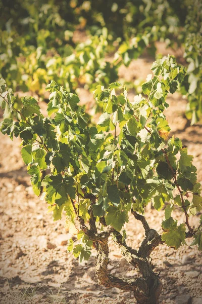 Ripe vineyard — Stock Photo, Image
