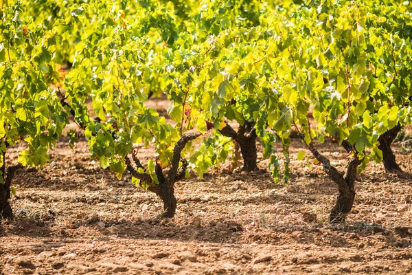 Ripe vineyard — Stock Photo, Image