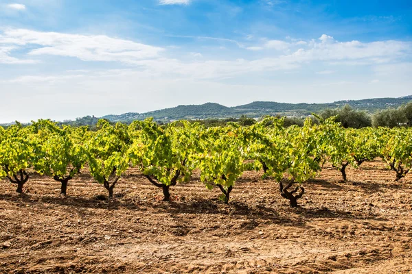 Ripe vineyard — Stock Photo, Image