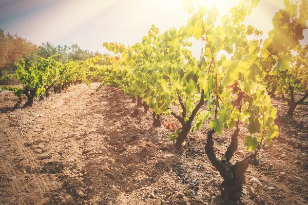 Ripe vineyard — Stock Photo, Image