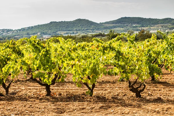 Ripe vineyard — Stock Photo, Image