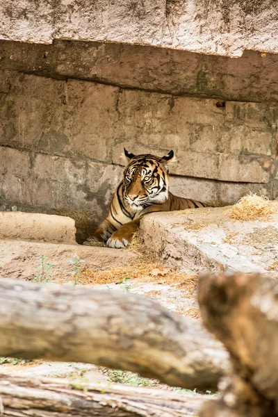 Tiger — Stockfoto