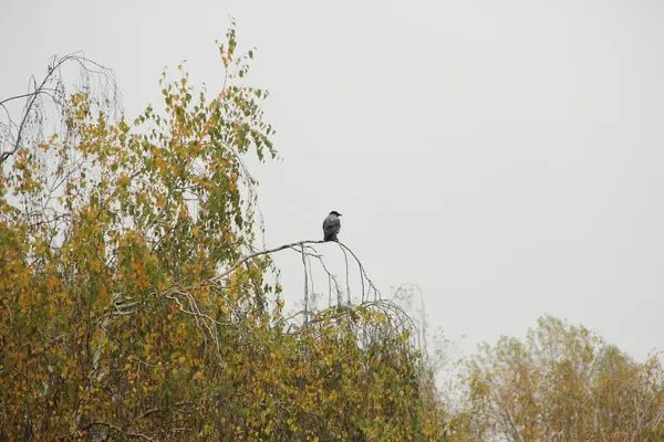 Der Rabe Auf Dem Ast Des Baumes — Stockfoto