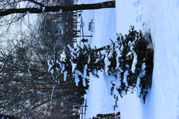 Der Schneeteppich Des Winters — Stockfoto