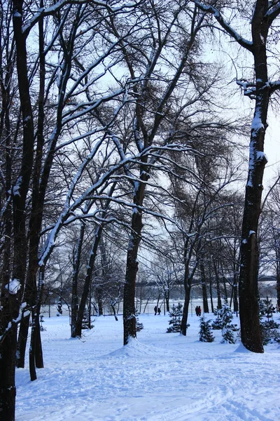 Alfombra Nieve Del Invierno — Foto de Stock