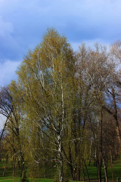 Der Wald Zur Frühlingszeit — Stockfoto