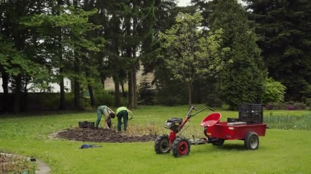 Olomouc, Τσεχία - Μάιος 2019: δύο κηπουροί που εργάζονται στον κήπο φυτεύοντας ένα δέντρο — Αρχείο Βίντεο