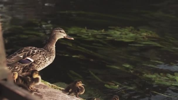 Ente mit jungen Entchen in der Nähe eines Teiches in einer Großstadt. Natur an einem modernen Ort. Tiere und Menschen zusammen Frankreich, Straßburg — Stockvideo
