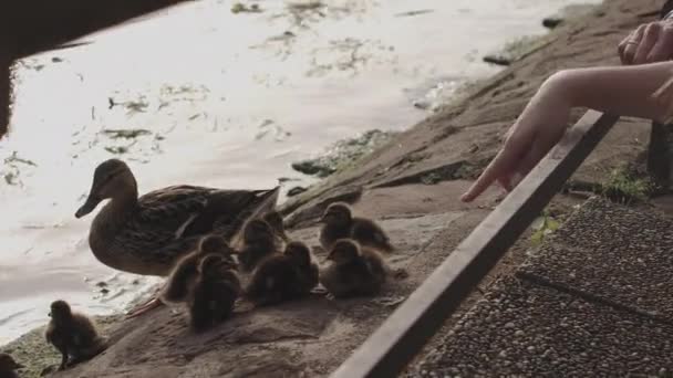 在一座大城市的池塘边，一只鸭子和小鸭在一起。日落时，一个小女孩用手触摸着小鸭。大自然在一个现代的地方动物和人在一起. — 图库视频影像