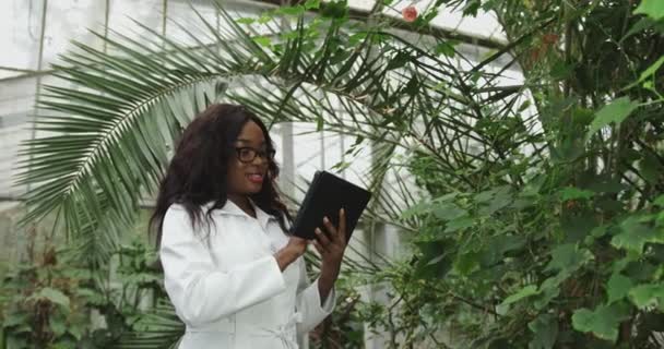 흰색 코트를 입고 수경 재배 농장에서 관개에 대한 분석과 프로그래밍을 위한 자료를 수집하는 디지털 태블릿을 들고 있는 아프리카 흑인 여성 농부의 모습을 확대 해 보 십시오. — 비디오