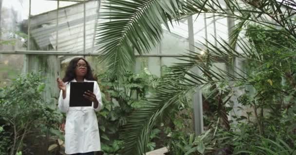 Zoom uit zicht op een zwarte Afrikaanse vrouwelijke boer in witte vacht met een tablet die onderzoeksgegevens verzamelt voor analyse en programmering van irrigatie in een hydrocultuur boerderij. Bescherming van zeldzame planten. — Stockvideo