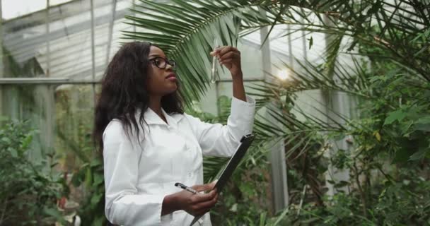 Biológus vagy tudós afro-amerikai nő, aki botanikus kertben dolgozik. Egy jegyzetfüzetet és egy kémcsövet tart tesztekkel. A laboratórium adatokat gyűjt. A környezetvédelem fogalma. — Stock videók