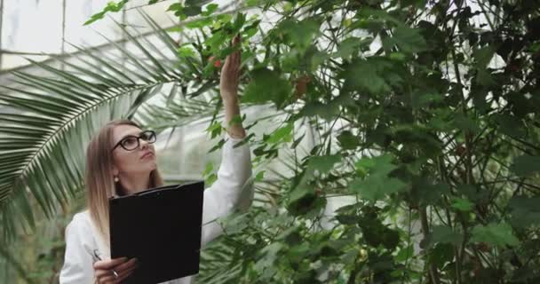 植物研究女性生物学者は温室内での成熟過程を監督している。農業研究所。タブレット付きの白いコートの農学者は収穫を分析します。農業. — ストック動画