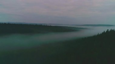 Karanlık, gizemli, yanmış orman manzarası. Ateş Altında Orman, Yanan Ağaçlar, Çalılıklar, Peatbataklıkta Yanan Kuru Çimen. Gökyüzüne Karşı Ağır Duman. İHA Çekimi.