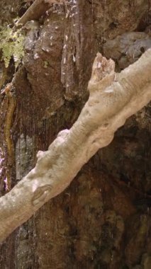 Ön planda bir ağaç dalı olan bir kayanın yüzeyinden süzülen dikey su görüntüsü. Sahne doğal ortamdadır..