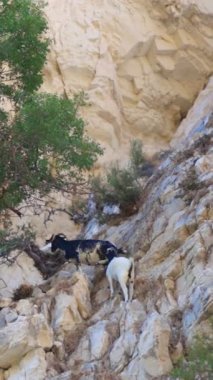 İki keçi bir ağacın yanındaki kayalık kayalıklara tırmanıyor. Bu dikey çekim, keçilerin çevikliğini ve engebeli araziyi yakalar..