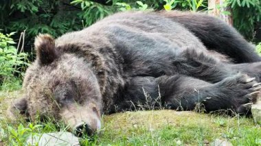 Büyük kahverengi bir ayı yeşil yapraklar ve uzun ağaçlarla çevrili çimenli orman zemininde huzur içinde uyuyor.