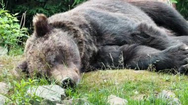 Büyük kahverengi bir ayı, yemyeşil yapraklar ve ağaçlarla çevrili çimenli bir düzlükte huzur içinde uyuyor.