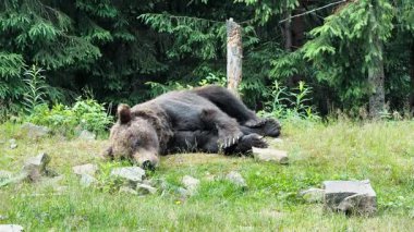 Büyük kahverengi bir ayı, sık bir ormanın ortasında, etrafını saran uzun ve yeşil ağaçların arasında huzur içinde dinleniyor.