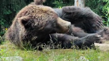 Kalın kürklü büyük kahverengi bir ayı yemyeşil yaprakların ve ağaçların yanında doğal ormanlık alanda dinlenir.