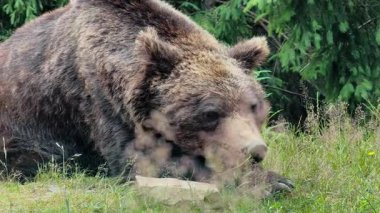 Büyük kahverengi bir ayı, arka planda bir ormanla birlikte uzun yeşil çimenlerde uzanıyor, rahat ve huzurlu görünüyor.