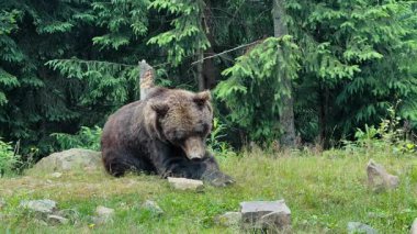 Büyük kahverengi bir ayı, doğal bir ormanda sık çam ağaçlarıyla çevrili çimenli bir tepede dinleniyor.