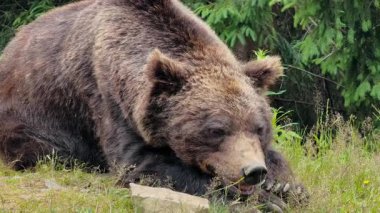 Büyük kahverengi bir ayı, arka planda bir orman bulunan çimenli bir çayırda huzur içinde dinleniyor ve doğal yaşam alanını ve huzurlu anını sergiliyor.