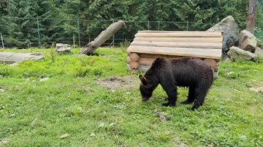 Yalnız bir kahverengi ayı, çitlerle çevrili bir yaban hayatı sığınağının içindeki ahşap bir barınağın yanındaki yeşil çimlerde yiyecek arar.
