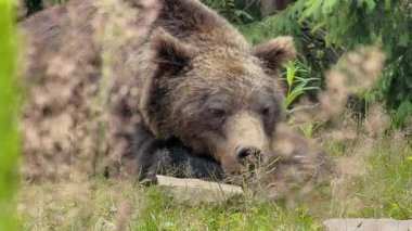 Büyük kahverengi bir ayı, güneşli bir orman ortamında, uzun otların ve yeşil yaprakların arasında huzur içinde dinleniyor.