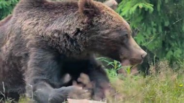 Büyük kahverengi bir ayı, arka planda çam ağaçları olan otlak bir çayırda huzur içinde dinleniyor.