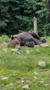 Büyük kahverengi bir ayı, yemyeşil ağaçlar ve dağınık kayalarla çevrili otlak orman zemininde huzur içinde yatar.
