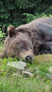 Büyük kahverengi bir ayı, kayalar ve yemyeşil ağaçlarla çevrili çimenli orman zemininde huzur içinde yatar.