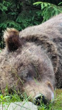 Bir ormanda yeşil çimenler ve yeşillikler arasında huzur içinde dinlenen kahverengi ayıların yakın çekim görüntüsü
