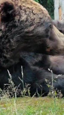 Arka planda yemyeşil yaprakları ve çam ağaçları olan kahverengi ayıların yakın plan görüntüsü