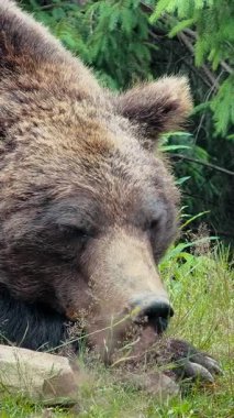 Yeşil yeşillikler ve uzun otlar arasında huzur içinde uyuyan kahverengi ayıların başlarının yakın plan görüntüsü.