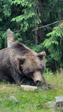 Büyük kahverengi bir ayı, sık ve yeşil ağaçların arasında, çimenli zeminde rahatça dinlenir. Gözleri açık bir ağızla ileri bakar.