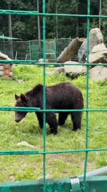 Genç bir kahverengi ayı yavrusu, ormandaki yeşil metal bir çitin içinden bakarak, ahşap bir barınağın yakınındaki yeşil çimenlerde oturur.