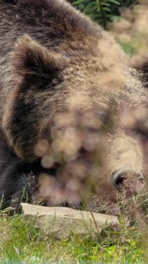 Açık havada, uzun otlar ve yeşillikler arasında huzur içinde dinlenen kahverengi ayıların yüzlerini yakından görmek.