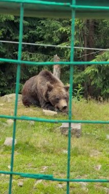 Büyük kahverengi bir ayı yeşil bir çitin ardından ağaçlarla çevrili çimenli bir tepede dinleniyor.