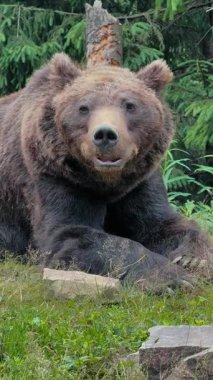 Büyük kahverengi bir ayı yemyeşil yeşilliklerin ve kayaların arasında arka planda devrilmiş bir ağaç gövdesiyle çimenli zeminde dinleniyor.